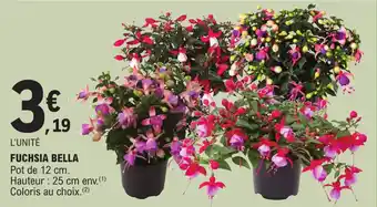 E.Leclerc FUCHSIA BELLA Pot de 12 cm. Hauteur : 25 cm env.(1) Coloris au choix. (2) offre