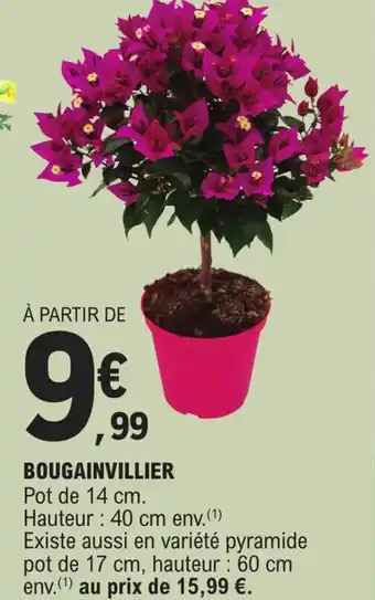 E.Leclerc BOUGAINVILLIER Pot de 14 cm. offre