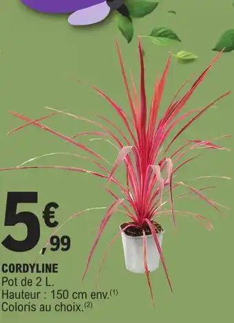 E.Leclerc CORDYLINE Pot de 2 L. Hauteur 150 cm env.(¹) Coloris au choix. (2) offre