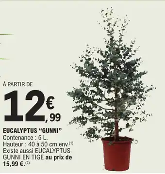 E.Leclerc EUCALYPTUS "GUNNI❞ Contenance: 5 L. offre