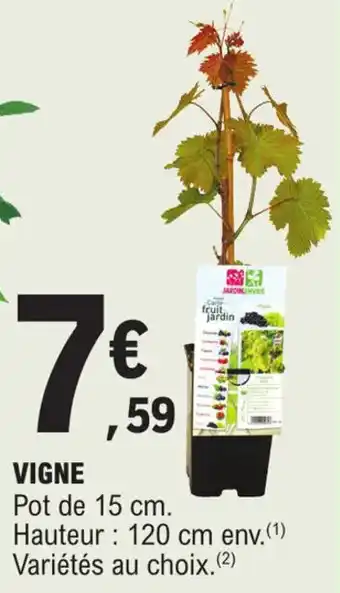 E.Leclerc VIGNE Pot de 15 cm. offre