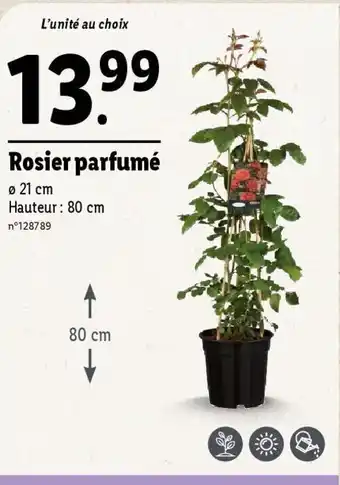 Lidl Rosier parfumé offre