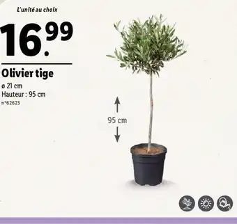 Lidl Olivier tige offre