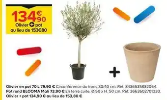 Castorama Olivier en pot 70 l offre