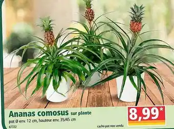 Norma Ananas Comosus Sur Plante offre