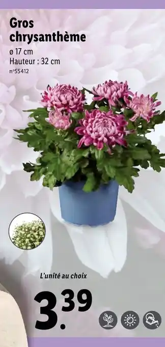 Gros chrysanthème