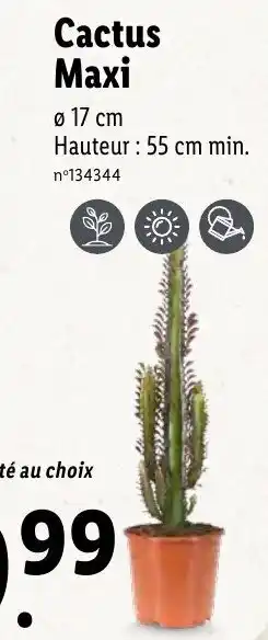 Lidl Cactus maxi offre