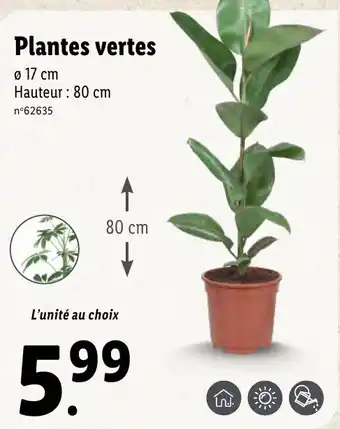 Lidl Plantes vertes offre