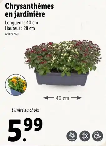 Lidl Chrysanthèmes en jardinière offre