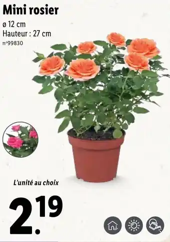 Mini rosier