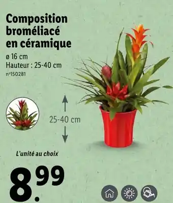 Lidl Composition broméliacé en céramique offre