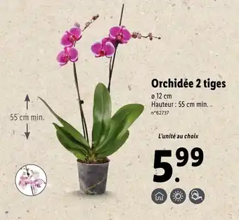 Lidl Orchidée 2 tiges offre