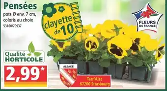 Norma Pensées offre