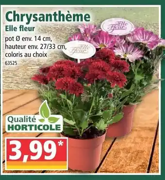 Chrysanthème