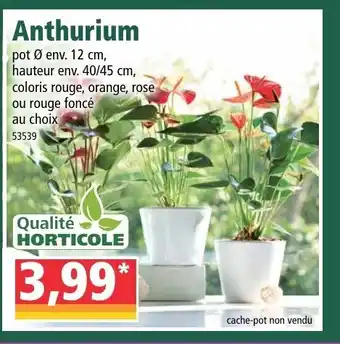 Norma Anthurium offre