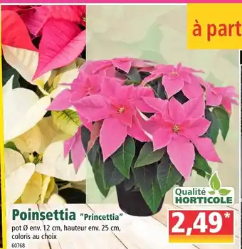 Norma Poinsettia offre