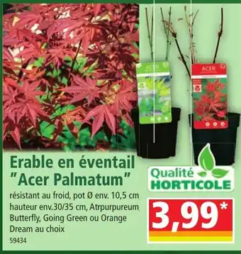 Norma Erable en éventail "Acer Palmatum" offre