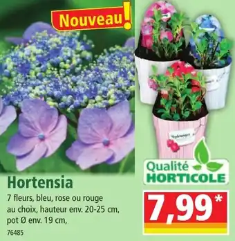 Norma Hortensia offre