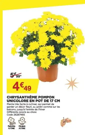 Chrysanthème Pompon