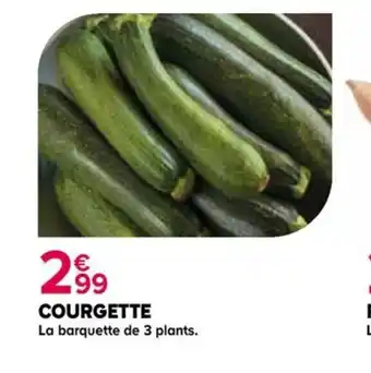 Kiriel COURGETTE offre