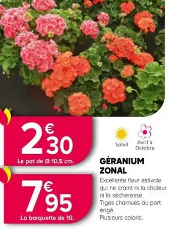 Kiriel GÉRANIUM ZONAL offre