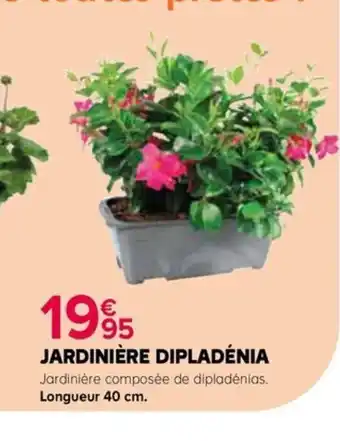 Kiriel JARDINIÈRE DIPLADÉNIA offre