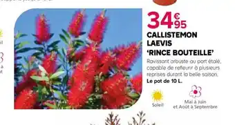 Kiriel CALLISTEMON LAEVIS offre