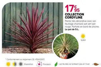 Kiriel COLLECTION CORDYLINE offre