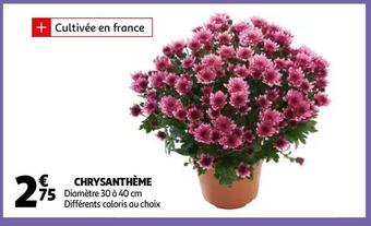Chrysanthème