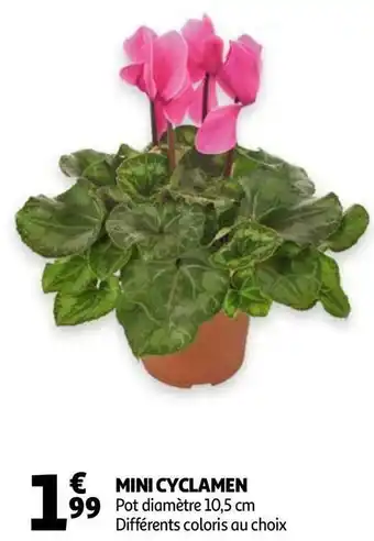 Mini cyclamen