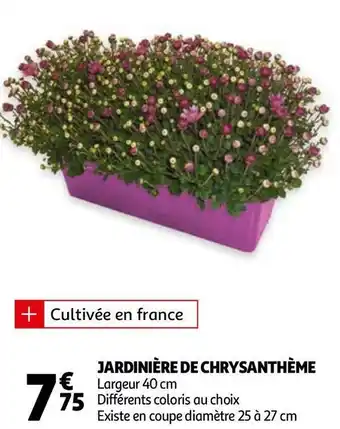 Auchan Jardinière de chrysanthème offre