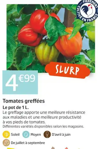 Jardiland Tomates greffées offre