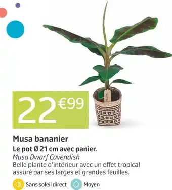 Jardiland Musa bananier offre