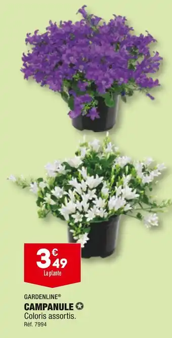 ALDI GARDENLINE CAMPANULE offre