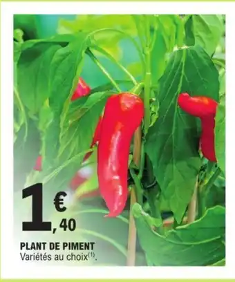 E.Leclerc PLANT DE PIMENT Variétés au choix(¹). offre