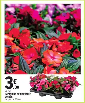 E.Leclerc IMPATIENS DE NOUVELLE GUINÉE offre