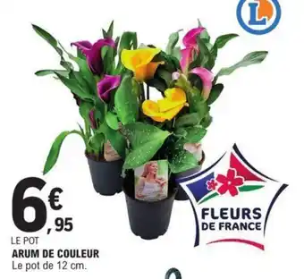 E.Leclerc ARUM DE COULEUR Le pot de 12 cm. offre