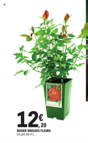 E.Leclerc ROSIER GROSSES FLEURS Le pot de 4 L. offre