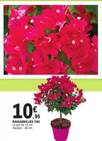 E.Leclerc BOUGAINVILLIER TIGE Le pot de 14 cm. Hauteur : 40 cm. offre