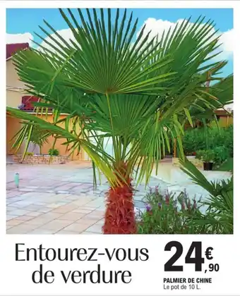 E.Leclerc PALMIER DE CHINE Le pot de 10 L. offre