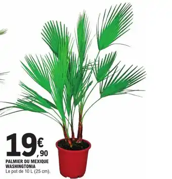 E.Leclerc PALMIER DU MEXIQUE WASHINGTONIA Le pot de 10 L (25 cm). offre