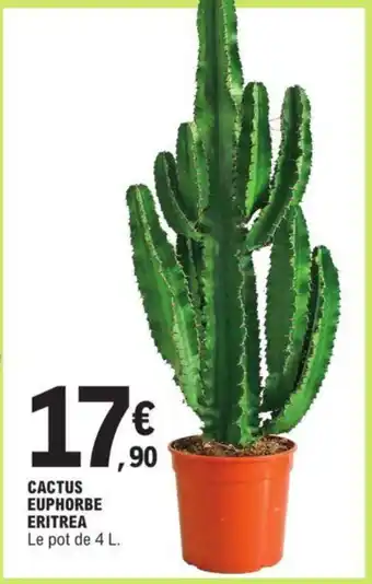 E.Leclerc CACTUS EUPHORBE ERITREA Le pot de 4 L. offre