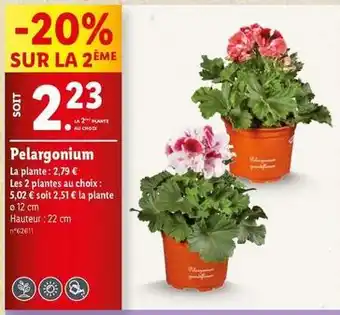 Lidl Pelargonium offre