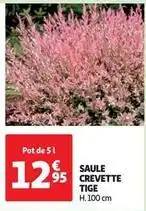 Auchan Saule crevette tige offre