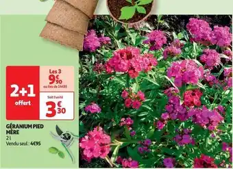 Auchan Géranium pied mère offre