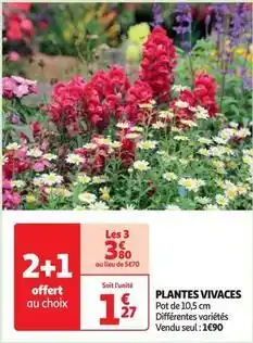 Auchan Plantes vivaces offre