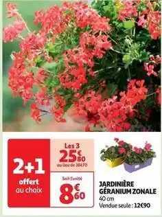 Auchan Jardinière géranium zonale offre