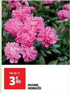 Auchan Pivoine herbacée offre