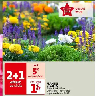 Auchan PLANTES VIVACES offre