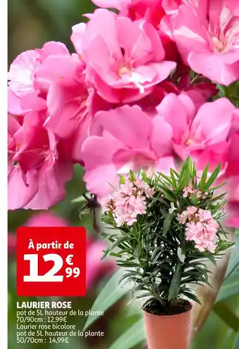 Auchan LAURIER ROSE offre